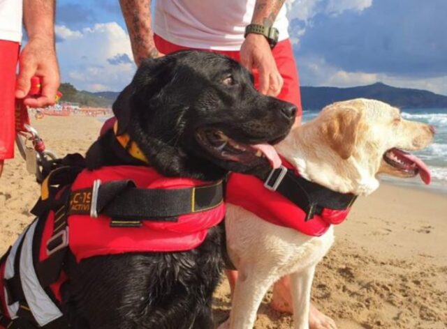 Cani eroi della spiaggia: la storia di Luna e Igor, i cani bagnini