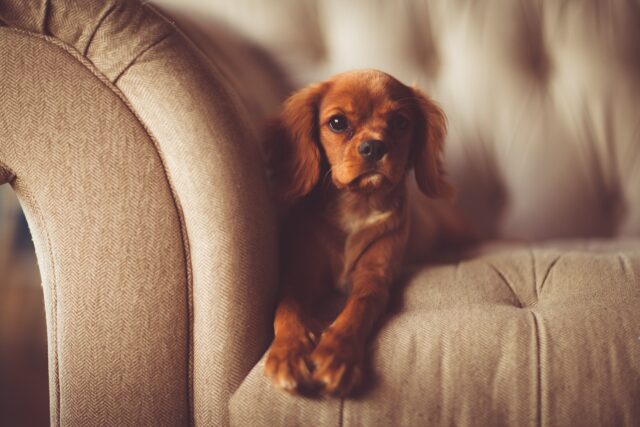 cane seduto su un divano