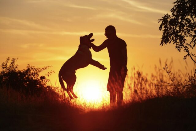 Libri per conoscere meglio il cane, i migliori