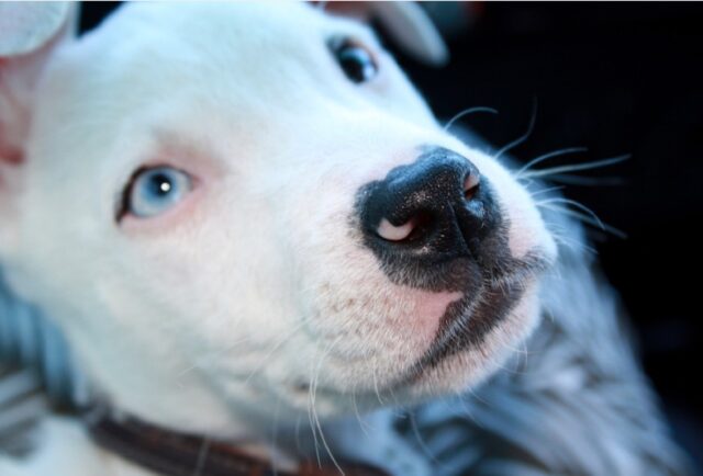 Livorno, urtato da un veicolo, il cane Baby scappa via perché impaurito