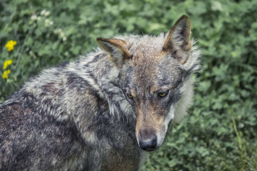 cane che guarda a terra