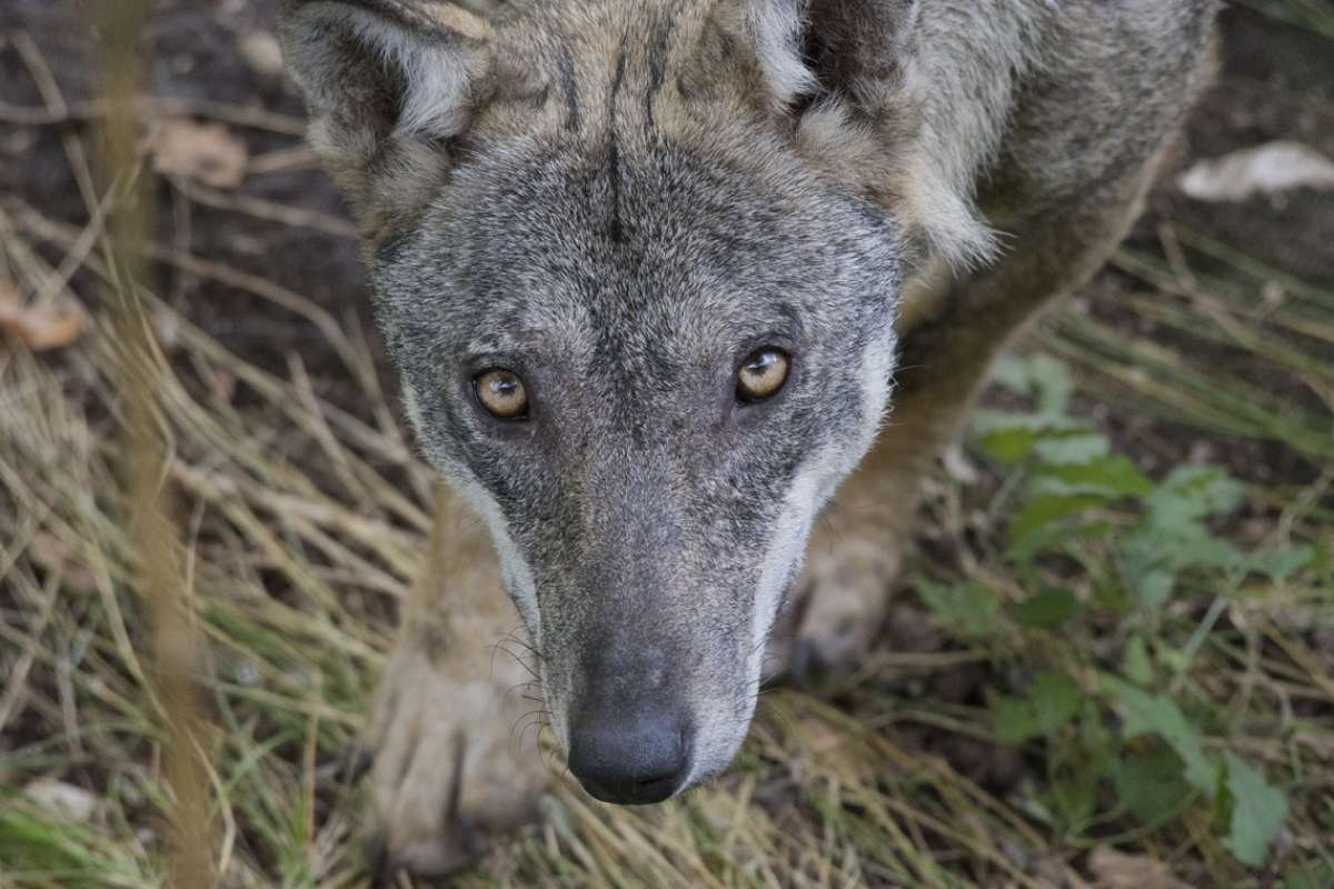 Lupo Italiano Carattere Cure Curiosità E Consigli Su Questa