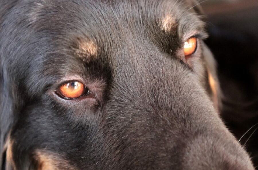cane occhi arancioni