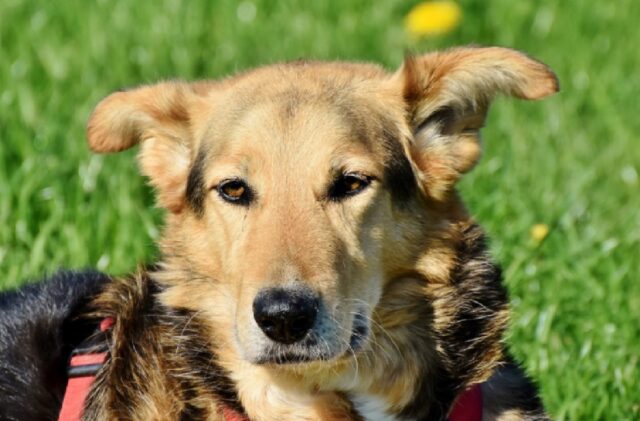 Marghera, scappata di casa la cagnolina Nala, la sua assenza sta affliggendo la famiglia