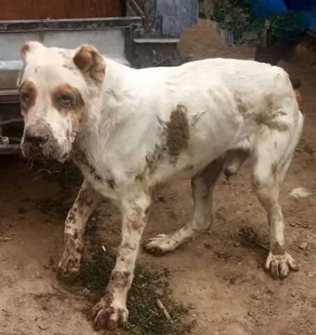 Marouf: il cane lasciato a morire dopo 10 anni di lavoro