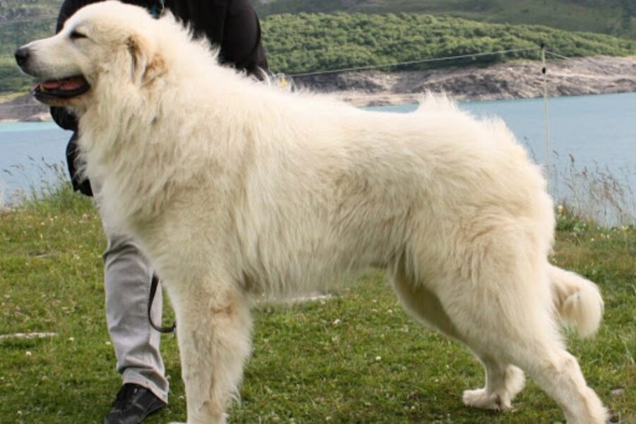 cane vicino al lago