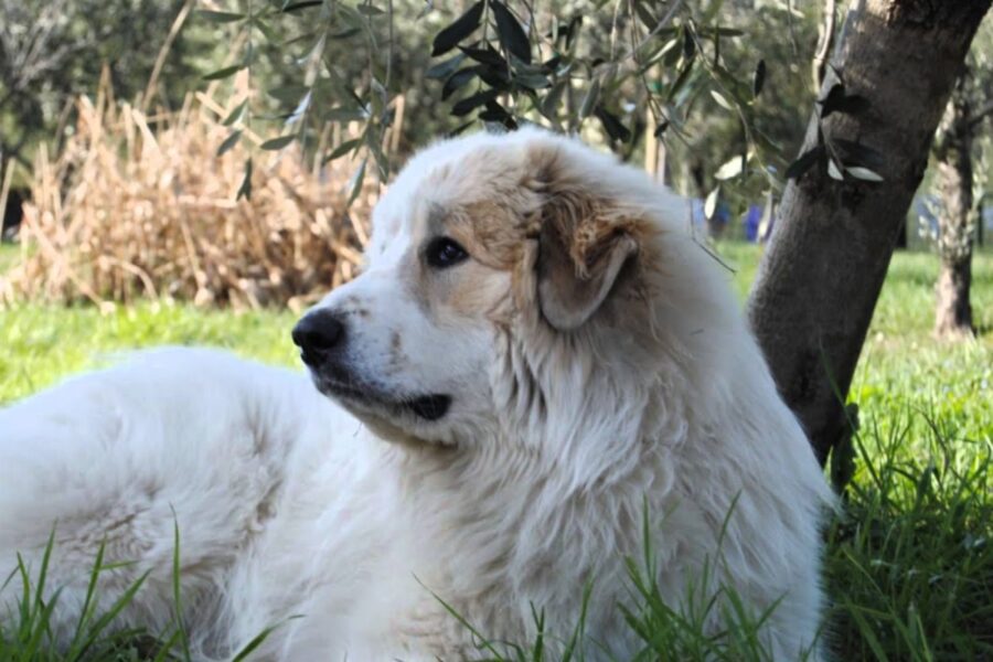 cane vicino a un albero