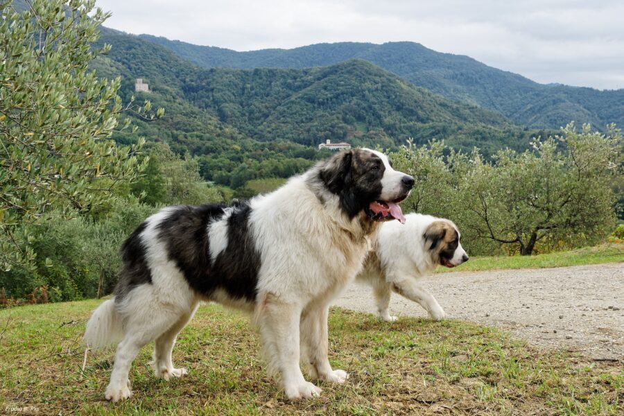 Mastino dei Pirenei: carattere, cure, particolarità e consigli su questa razza