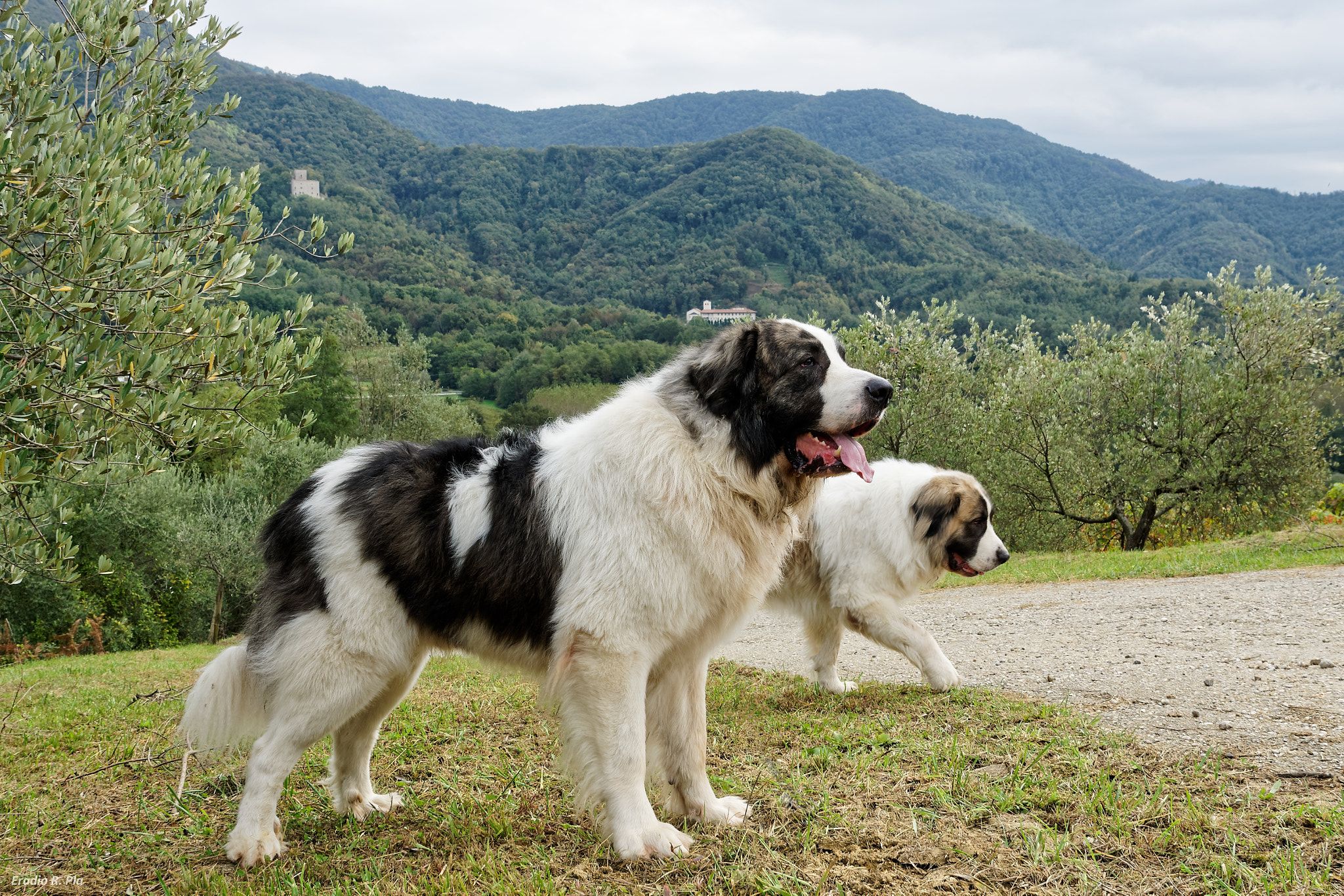 esemplari di Mastino dei Pirenei