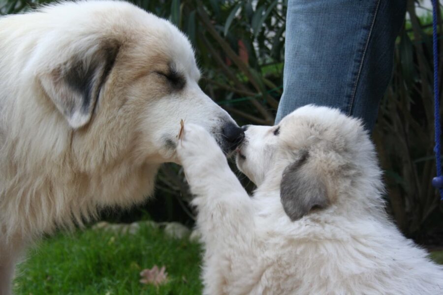 mamma e cucciolo di cane