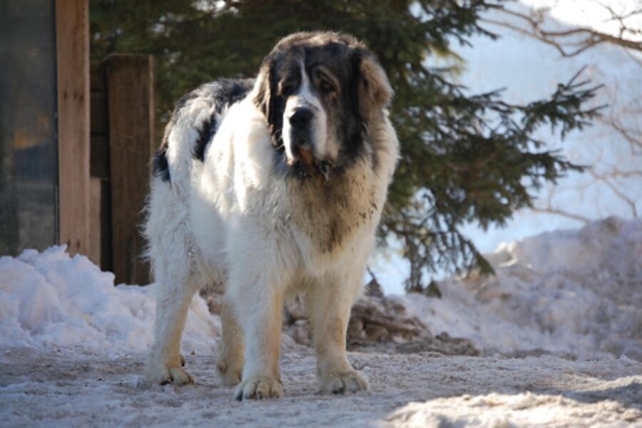 cane in montagna con neve