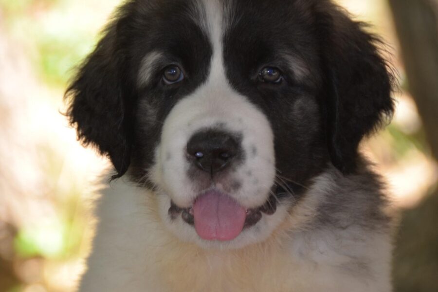 cucciolo di cane