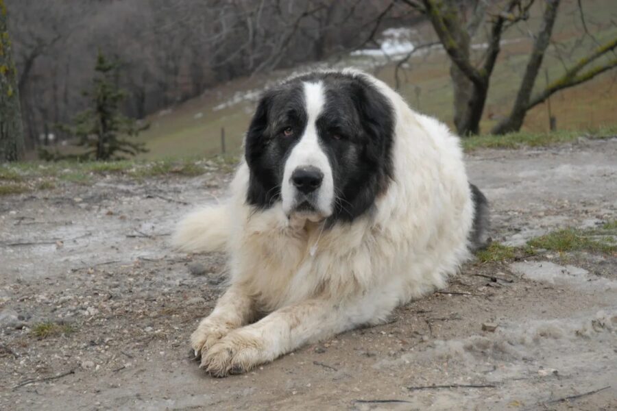 cane bianco e nero