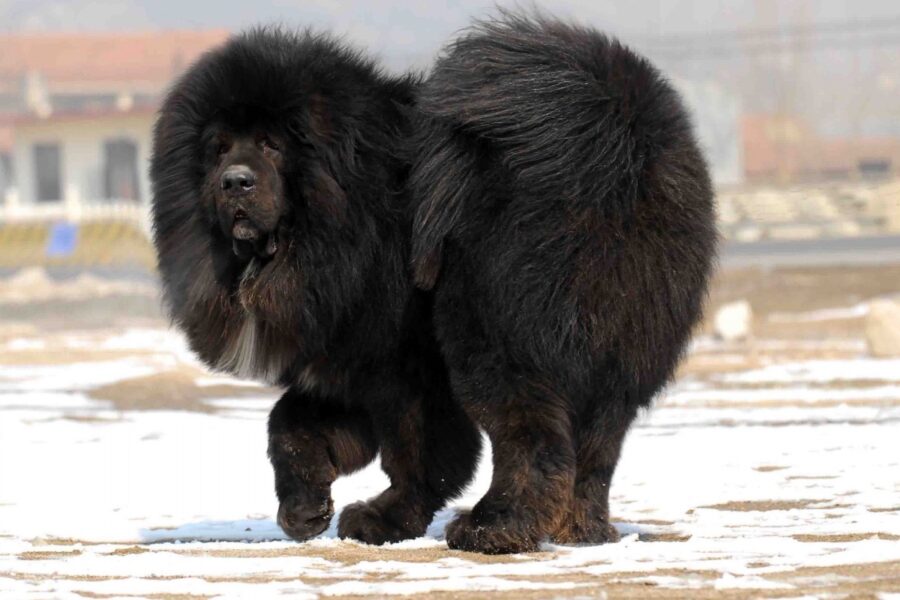 mastino tibetano in movimento