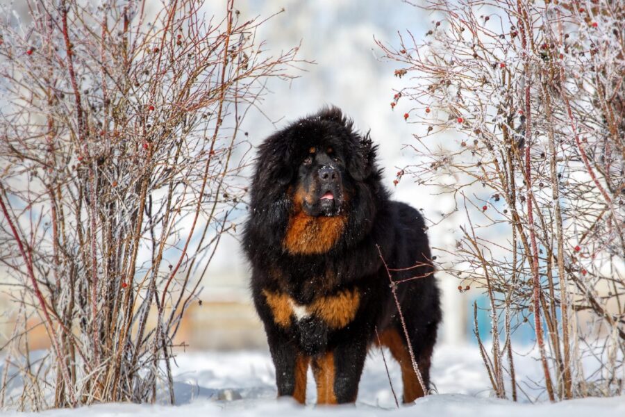 mastino tibetano in montagna