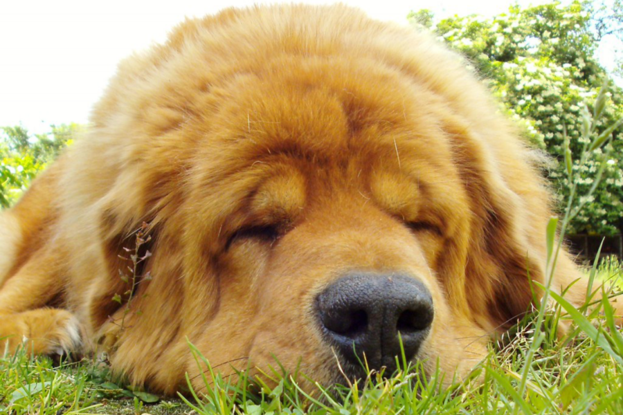 mastino tibetano che dorme