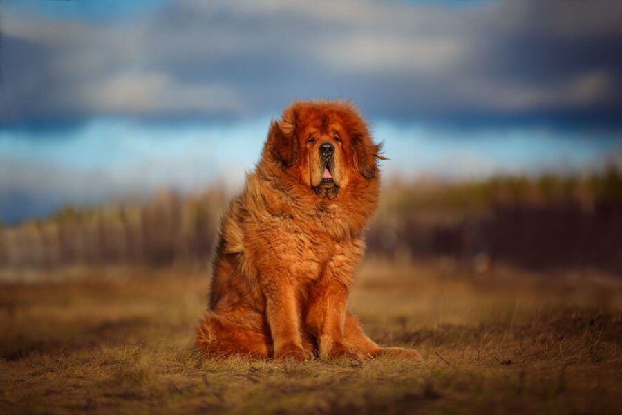 Mastino Tibetano: carattere, cure, particolarità e consigli su questa razza