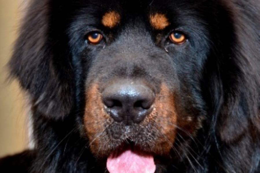 cane nero e marrone