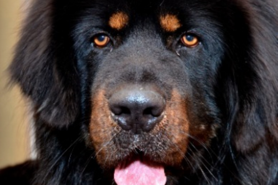 mastino tibetano nero e marrone