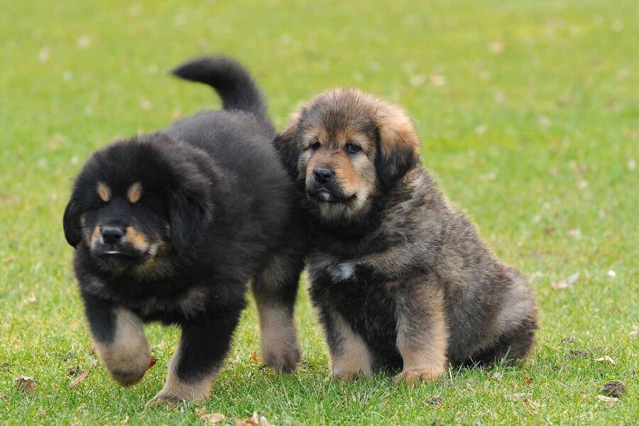 cuccioli di mastino tibetano che stanno insieme