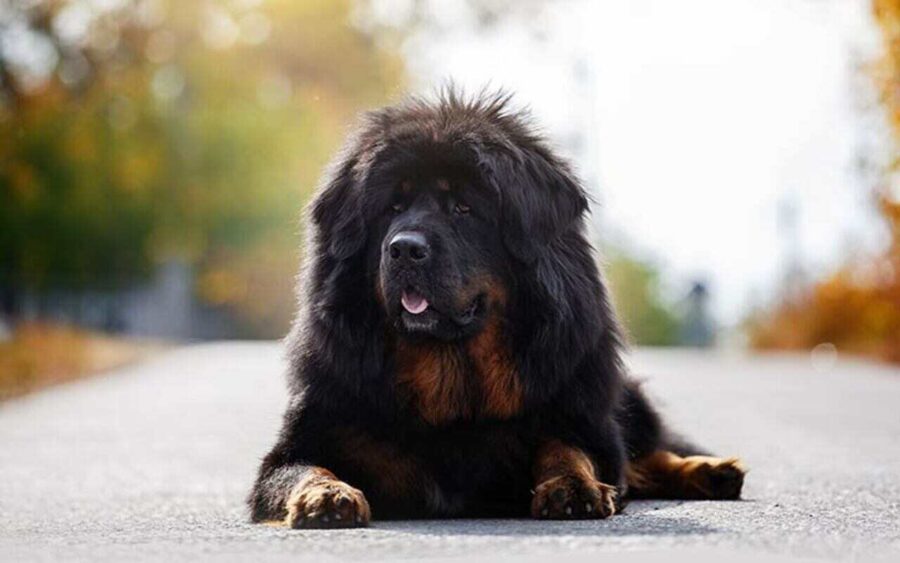 mastino tibetano per la strada