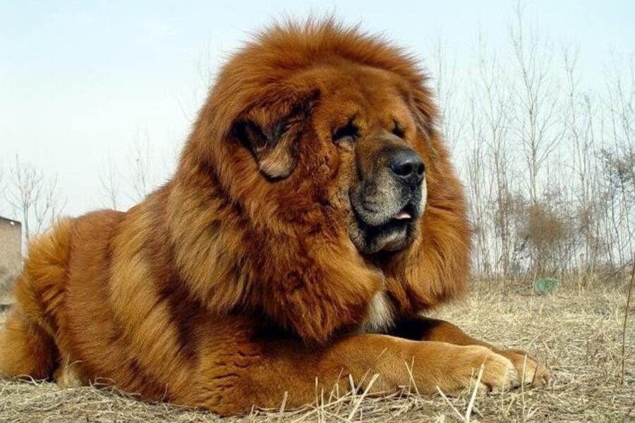 mastino tibetano in campagna