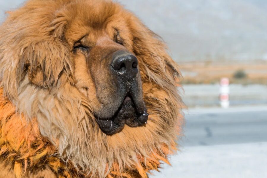 mastino tibetano possente