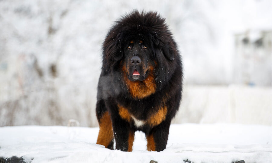 mastino tibetano in mezzo alla neve