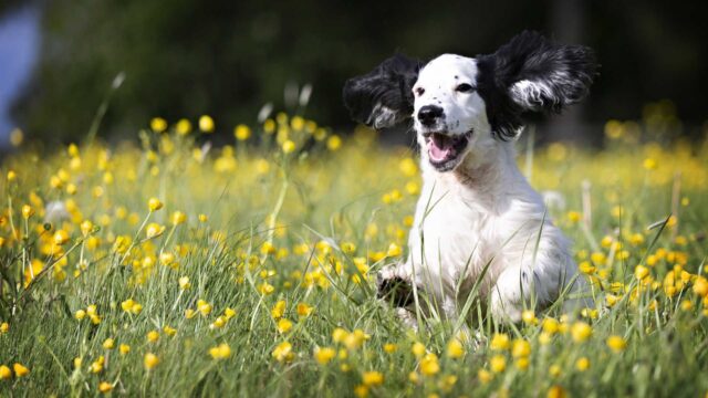 5 migliori antiparassitari per cani, una protezione a prova di bomba