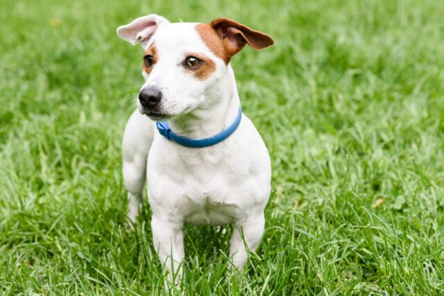 5 migliori collari antipulci per cani, protezione efficace