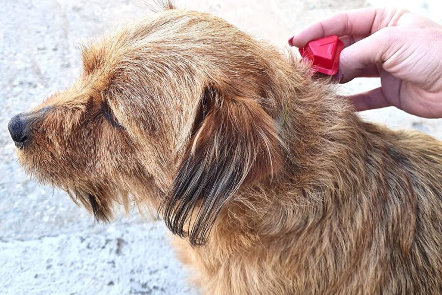 altiparassitario sul collo del cane