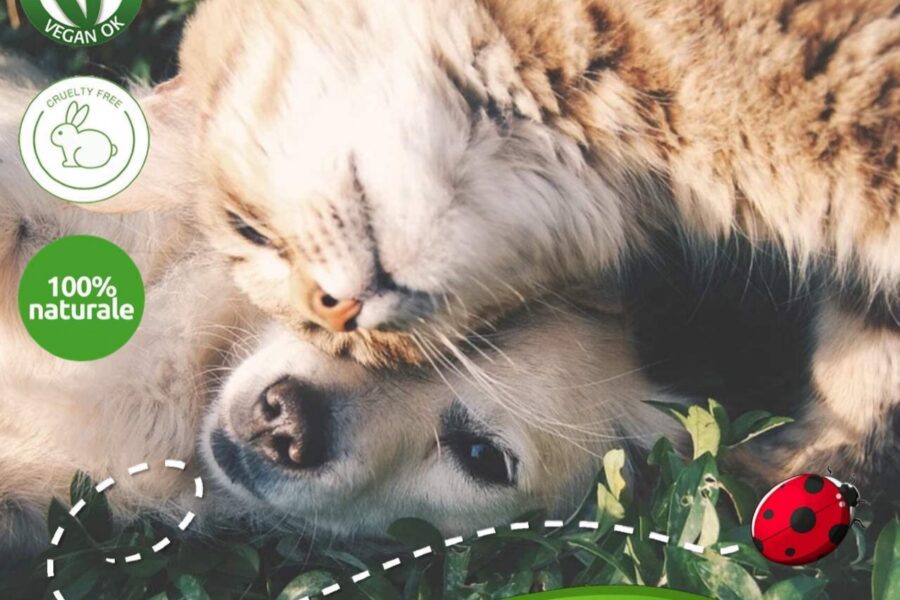 cane con gatto protetti dai parassiti