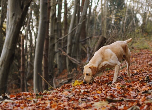 5 migliori spray antipulci per cani, protezione eccezionale