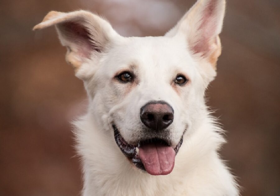 cane dal pelo bianco macchiato