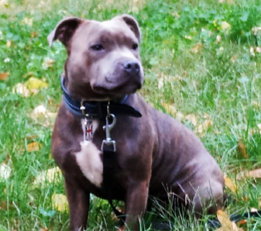 cagnolina pitbull sul prato