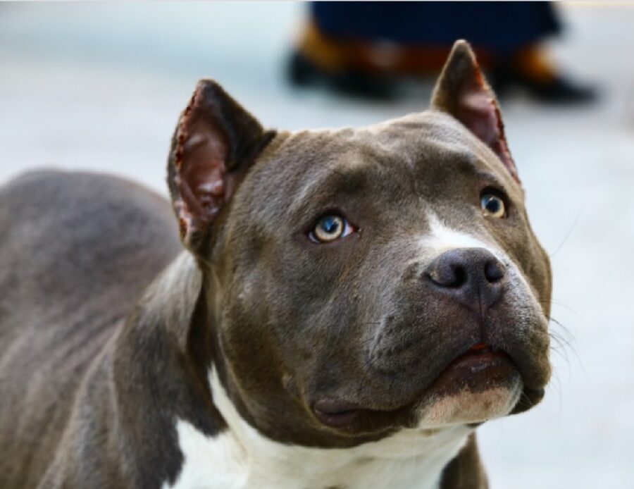 cane pitbull guarda in su