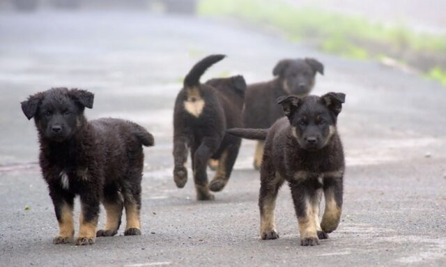 Cuccioli di cane salvati da degrado e abbandono: la storia si ripete