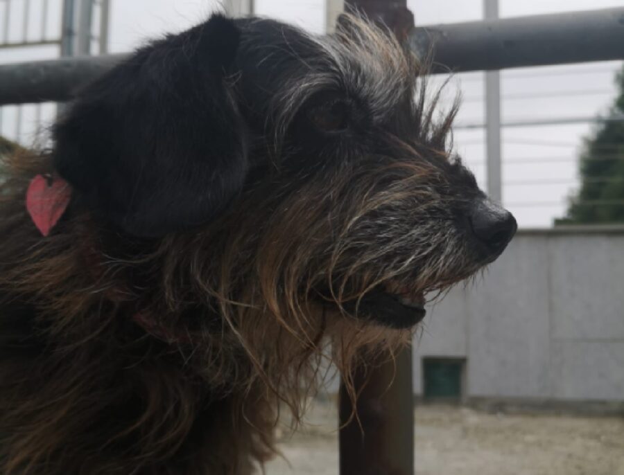 cane pelo lungo sul muso