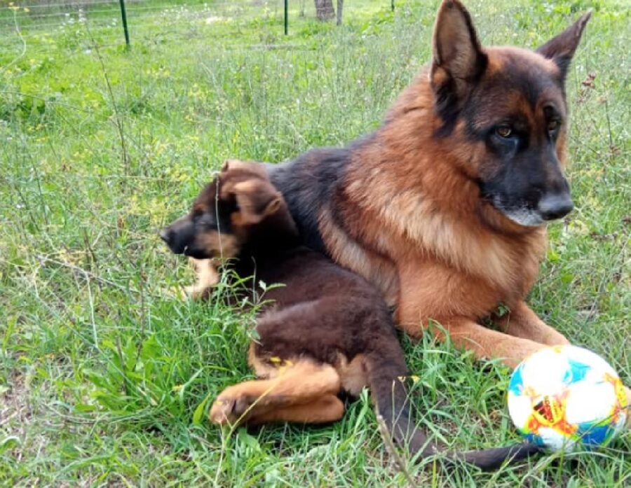 cagnolino assieme pastore tedesco grande