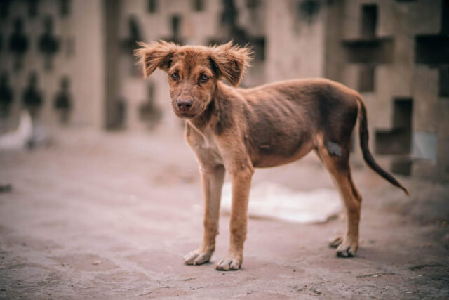 Dare da mangiare ai cani randagi: ora è un diritto per i cittadini