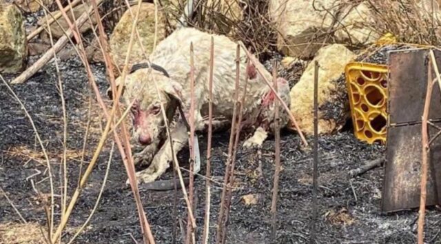 Cane pastore protegge le greggi dalle fiamme: ora considerato un eroe