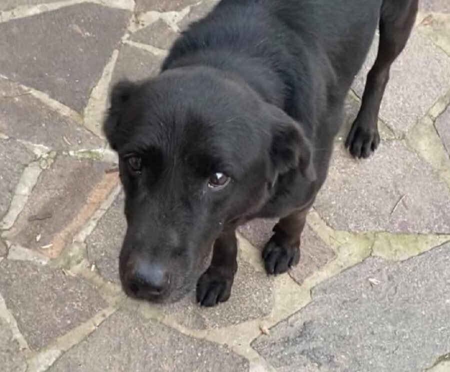 cane labrador si avvicina con timidezza