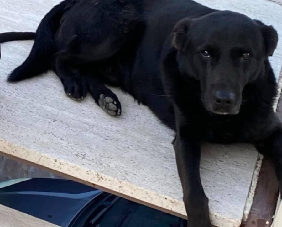 cane labrador sdraiato su lastra