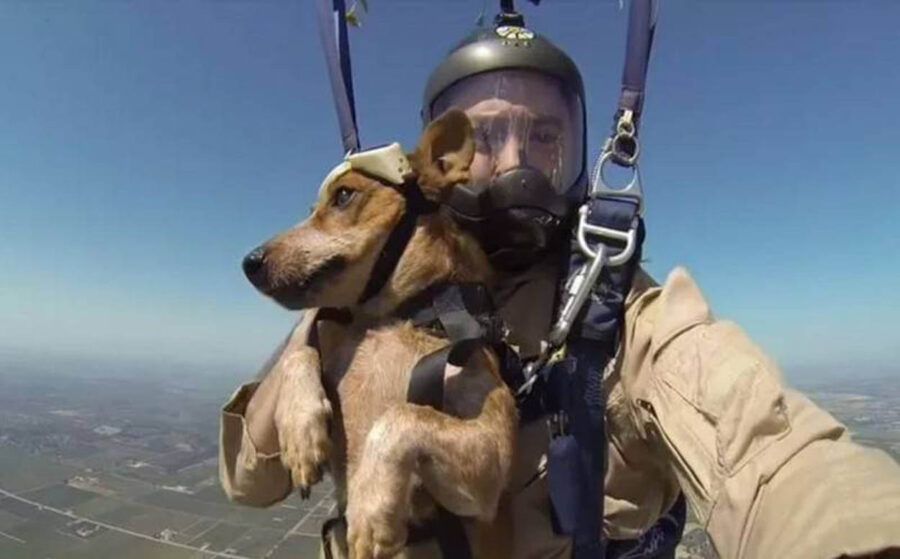 cane militare in paracadute