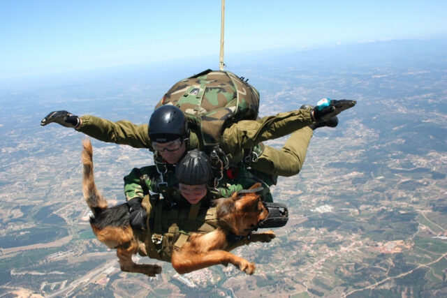 Brevettato il nuovo paracadute per cani; arriva dalla Russia