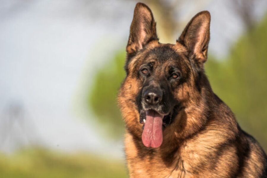 primo piano di cane