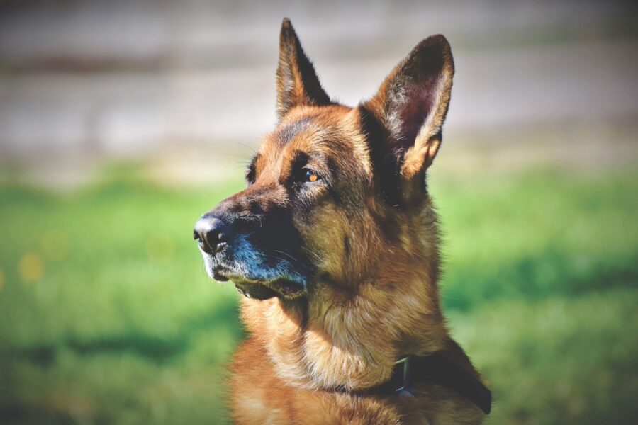 cane poliziotto