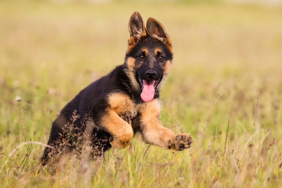 cucciolo di cane felice