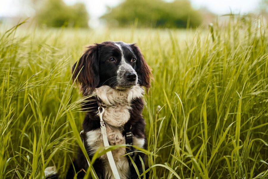 cane bianco e nero all'aria aperta