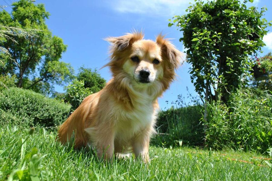 cane al parco